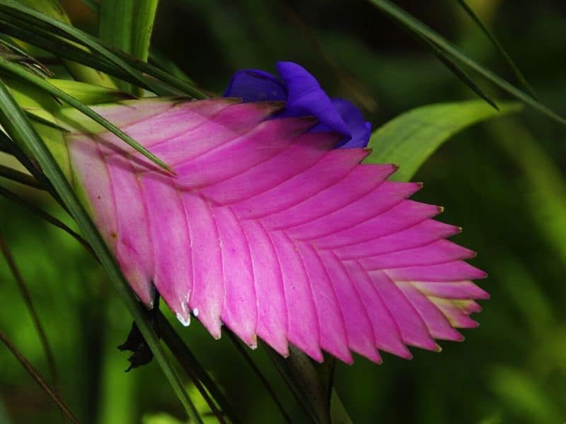 pink quill