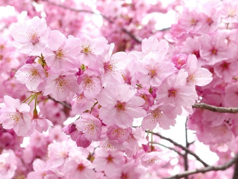 pink sakura