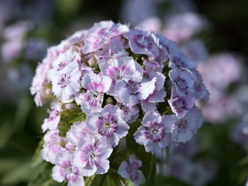 pink white carnation