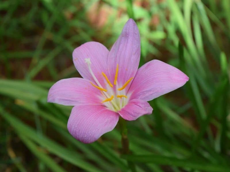 pink zephyrlily