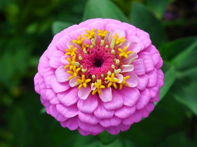 pink zinnia