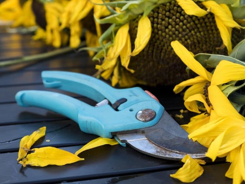 pruning shears