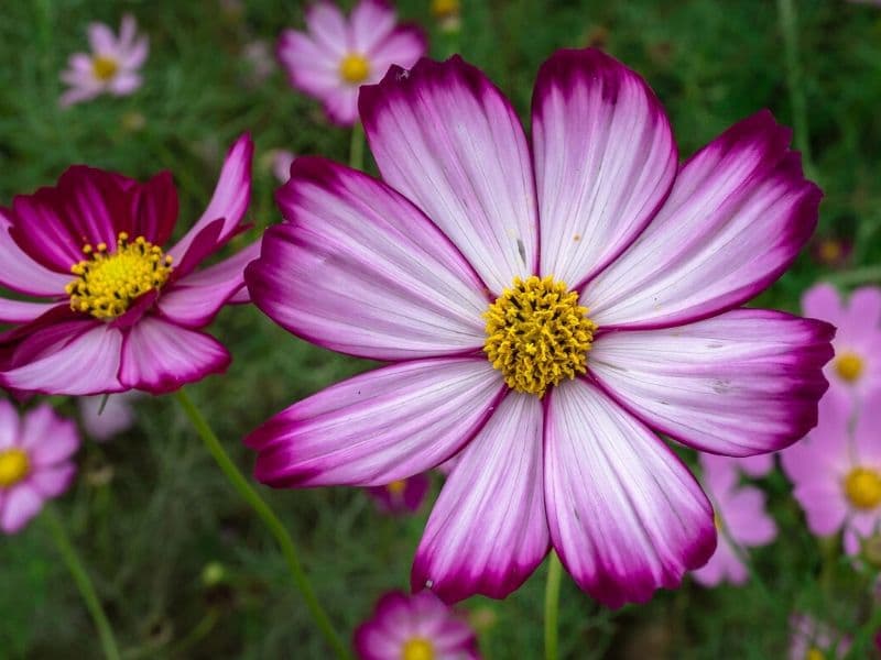 purple cosmos flower