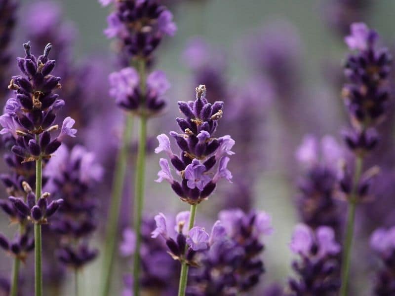 purple lavender