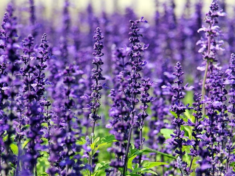 purple sage flowers