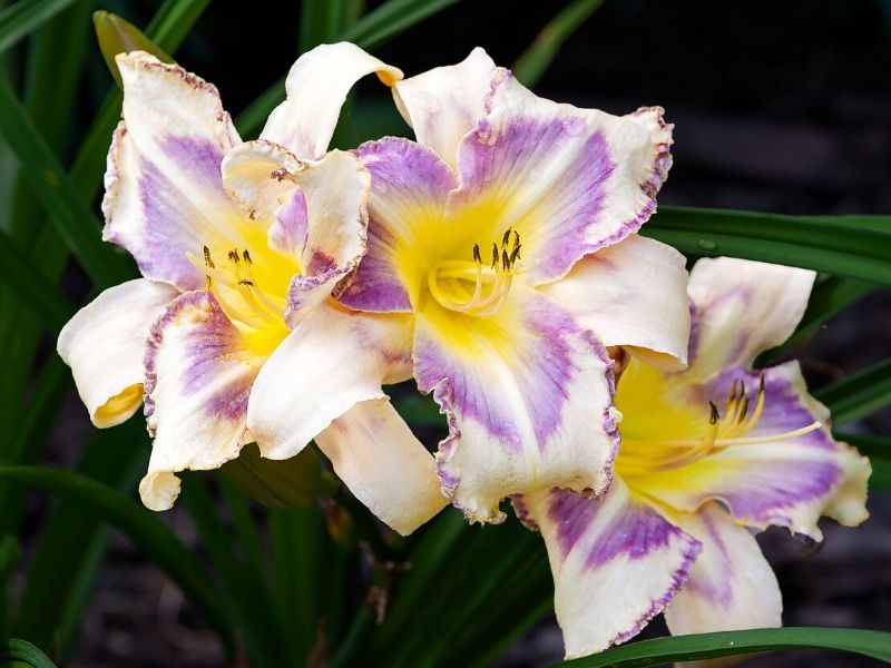 purple yellow white daylilies