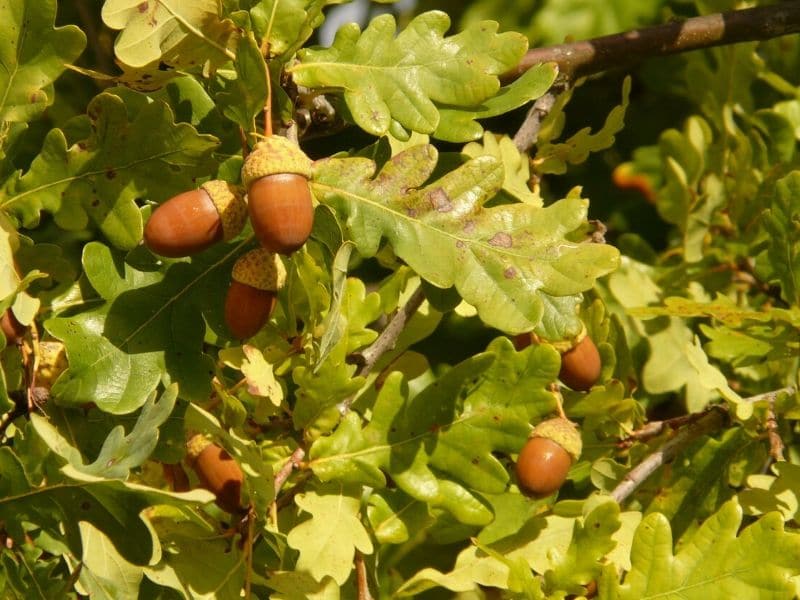 quercus tree fruit