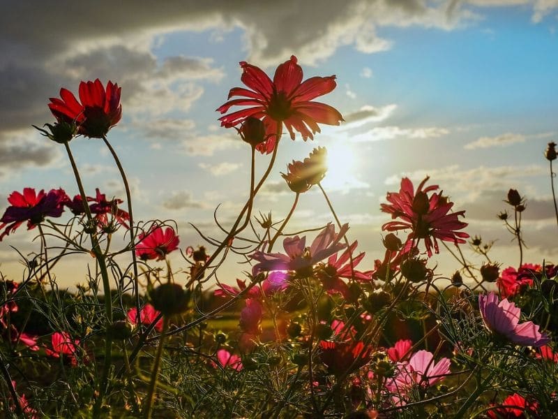 red and pink flowers