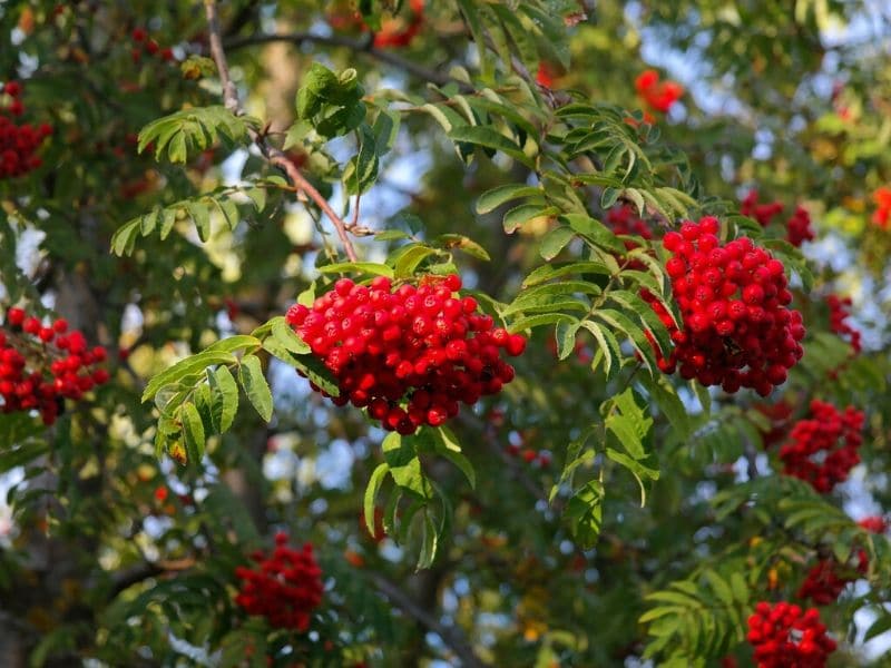 red ash berries