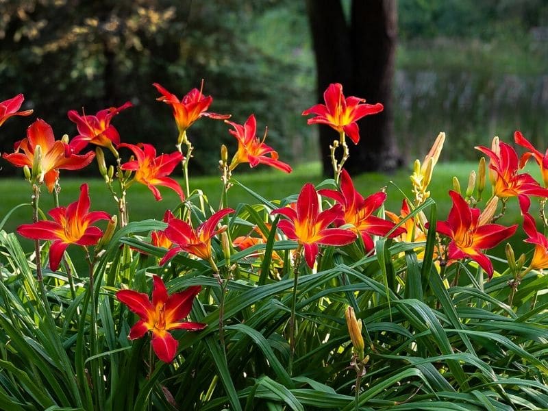 red daylilies