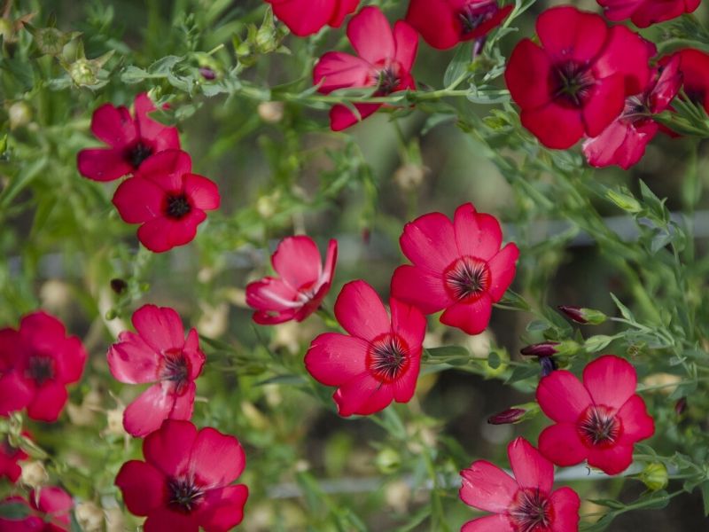 red flax