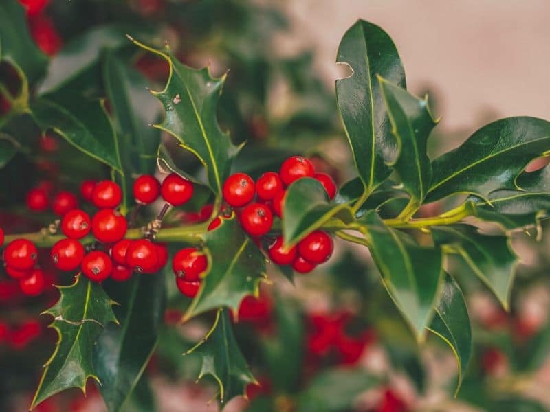 red holly flowers