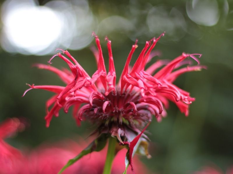 red monarda