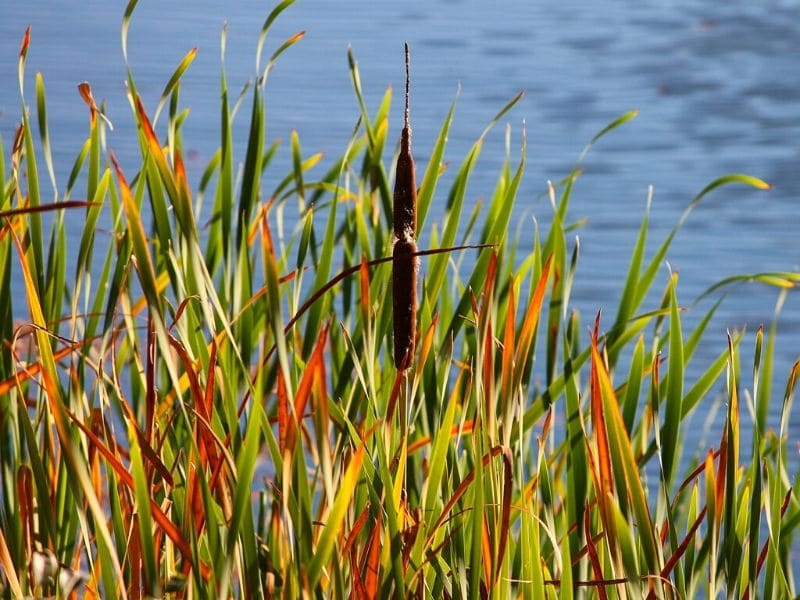 reed plant