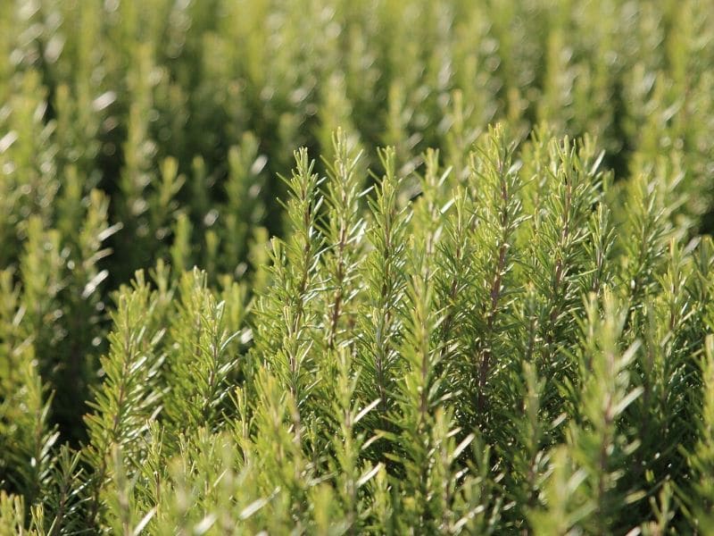 rosemary plant