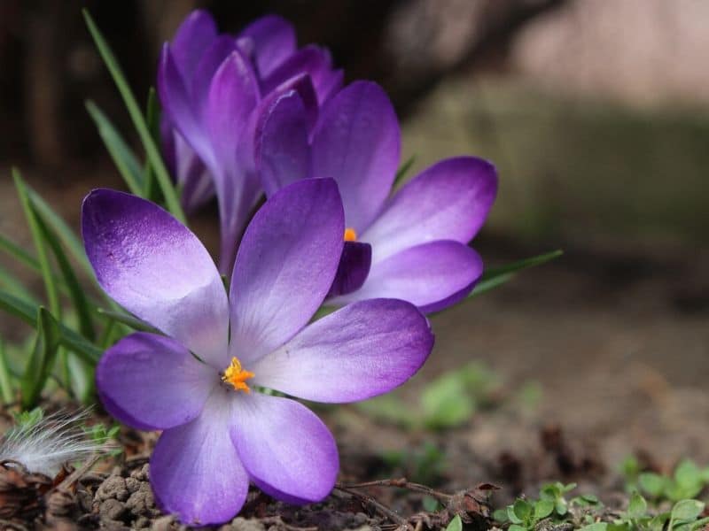 saffron flowers