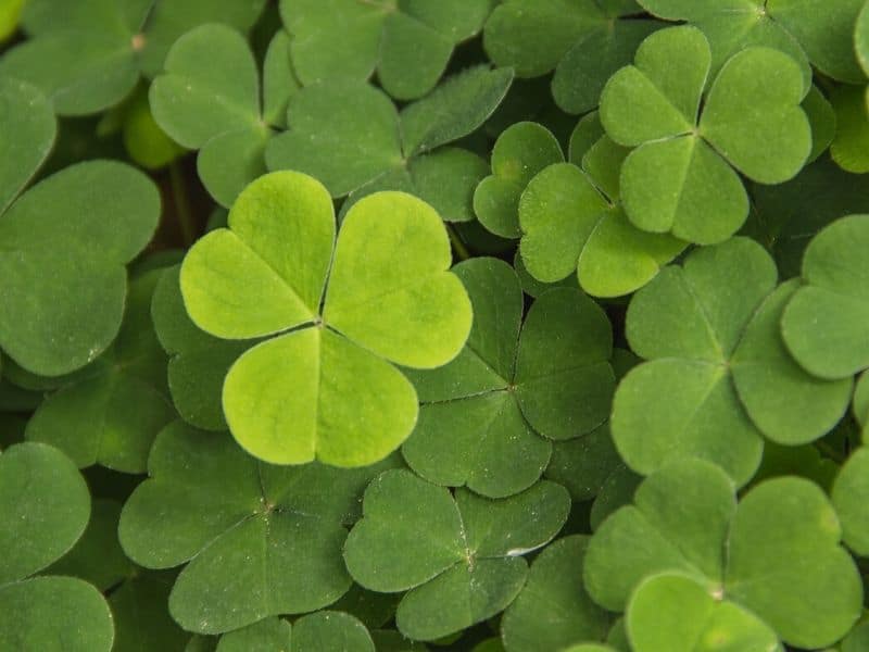 shamrock leaves