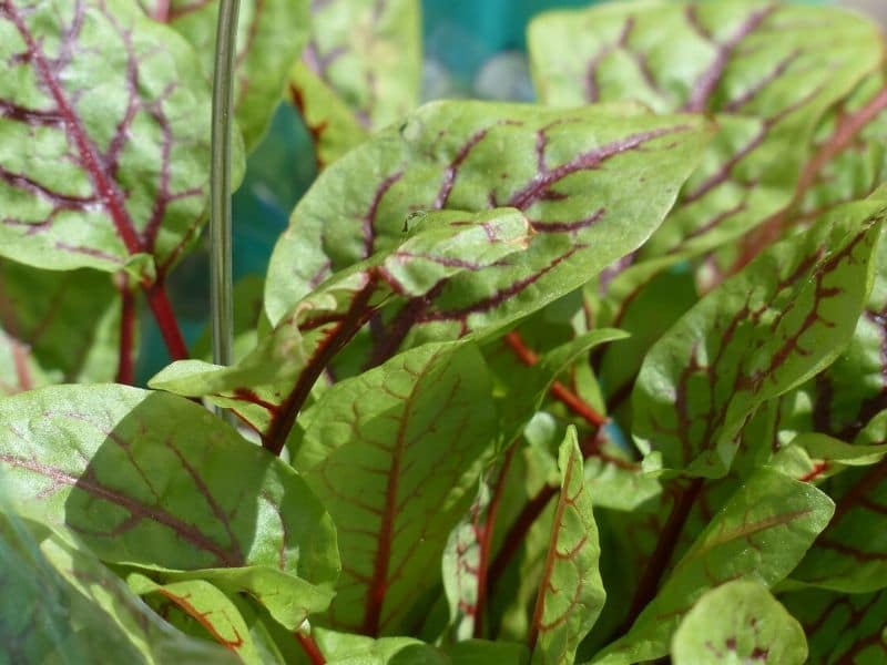 sorrel plant