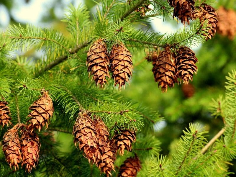 spruce tree