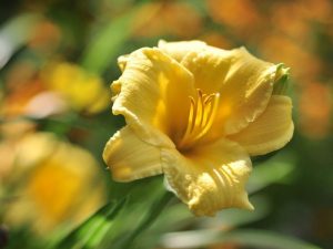 Daylily: Different Hemerocallis Types, Plant Varieties, And Facts ...