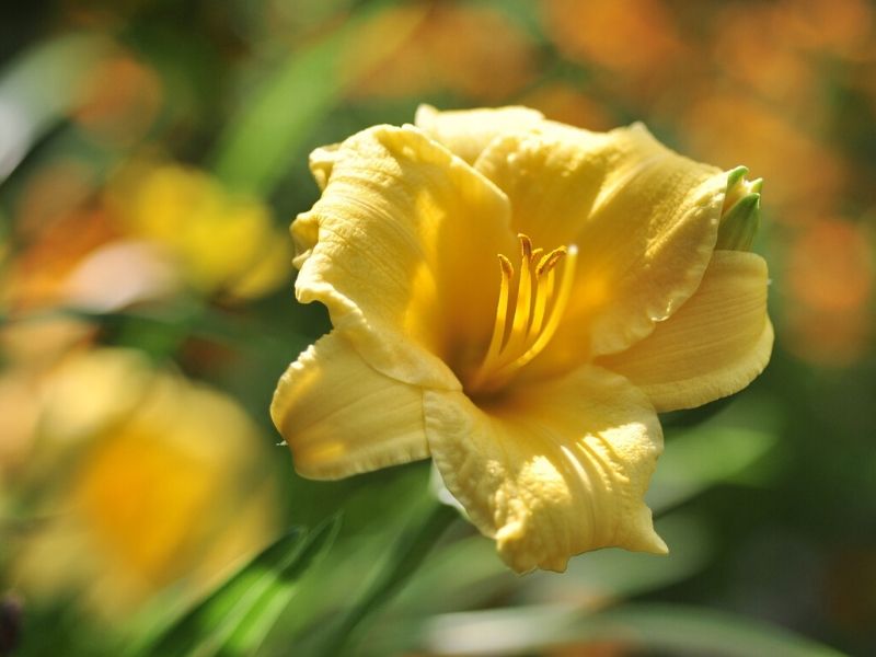 stella de oro daylily