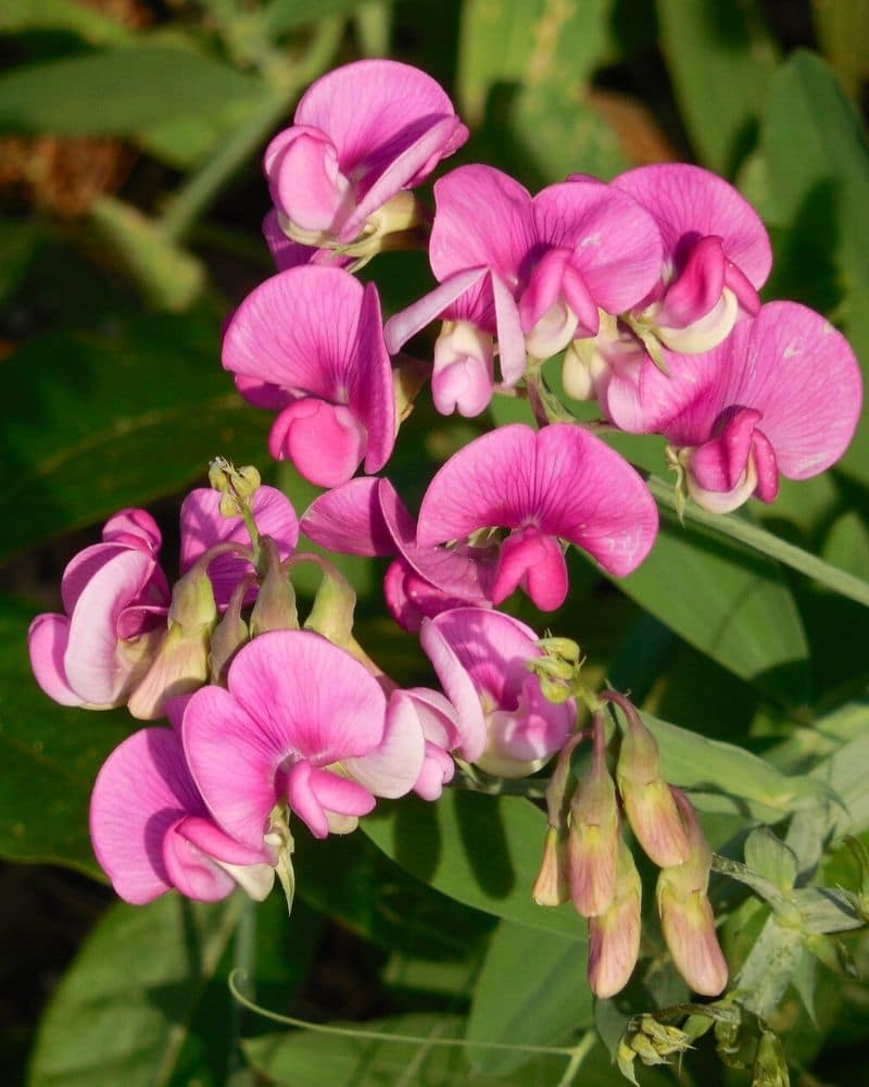 sweet pea flower