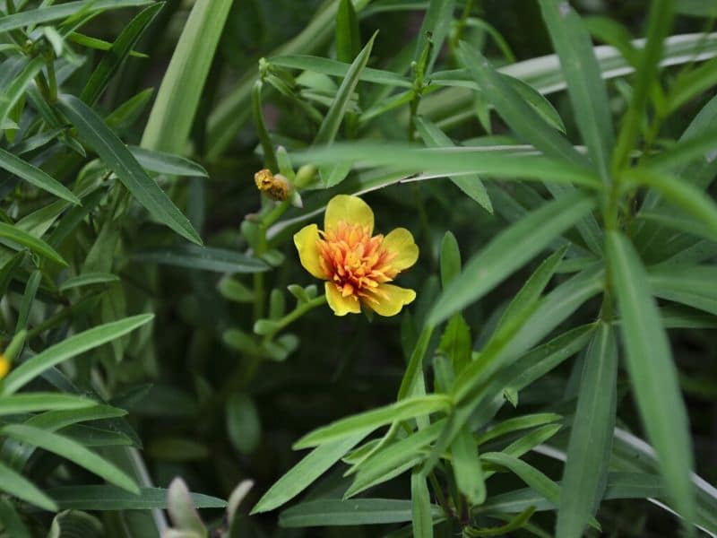 tarragon herb plant