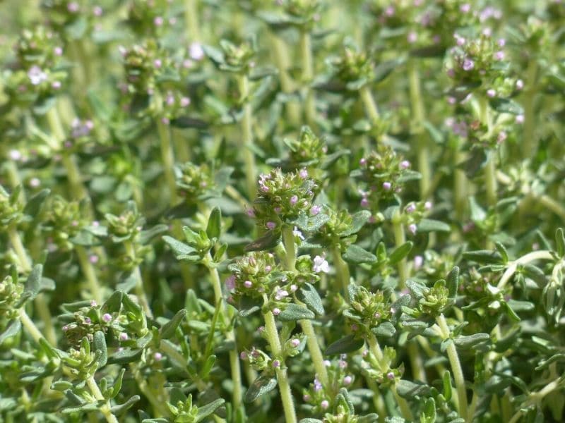 thyme herb plant