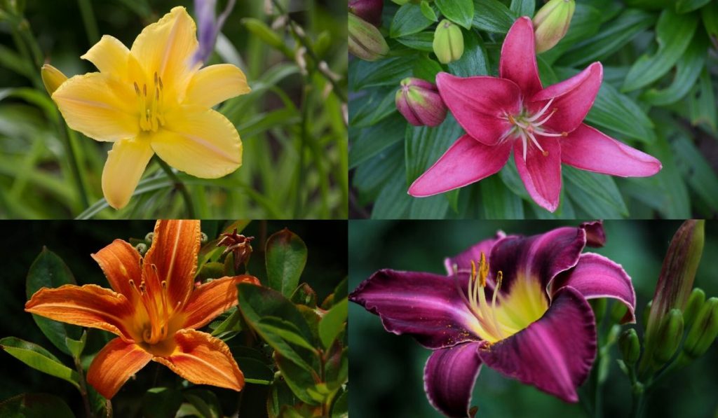 types of daylilies