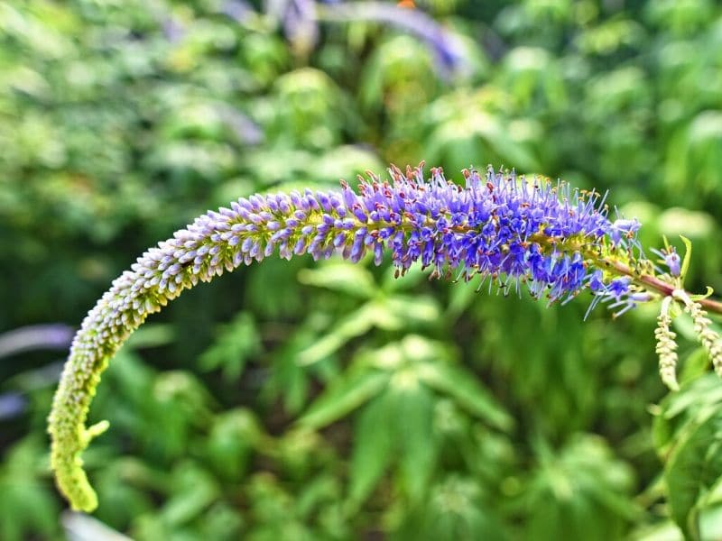 veronica flower