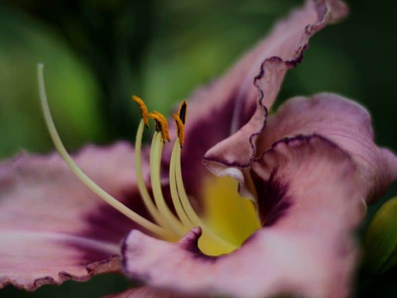 violet daylily