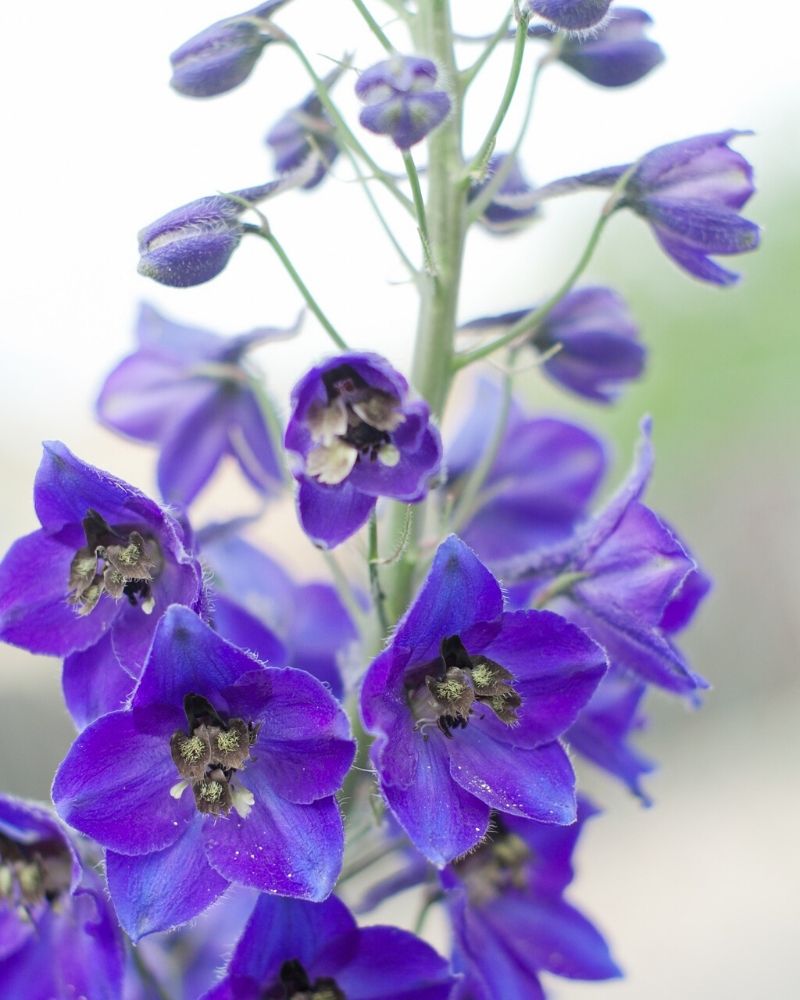 violet delphinium