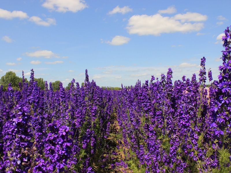 violet delphinium flowers