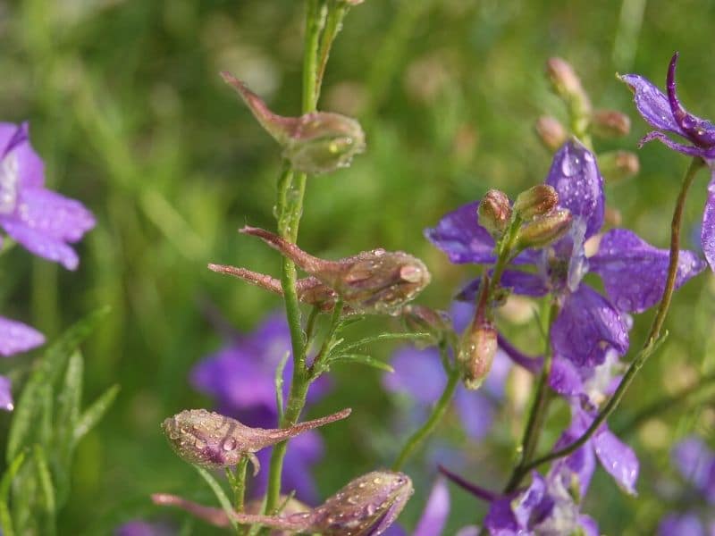 violet delphinium