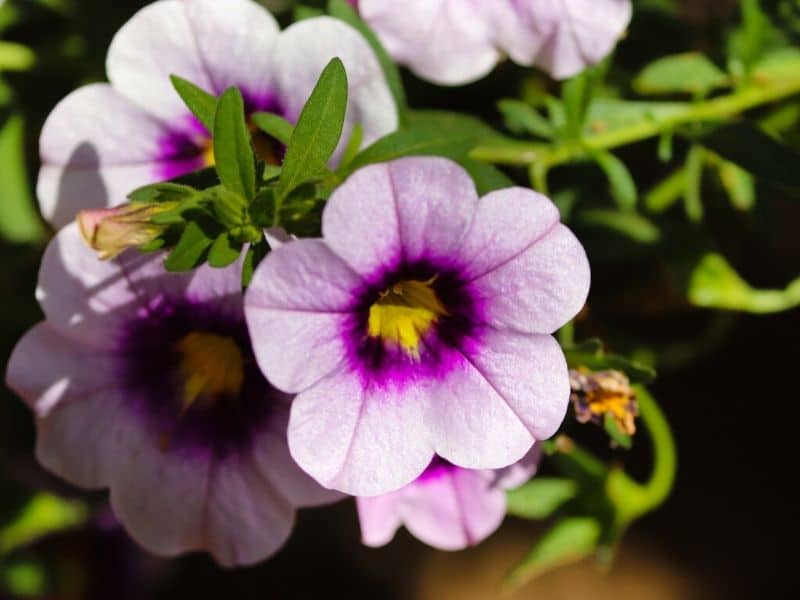 Top 111 Meaningful Flower Names For Boys And Girls Florgeous