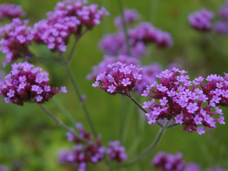 violet verbena