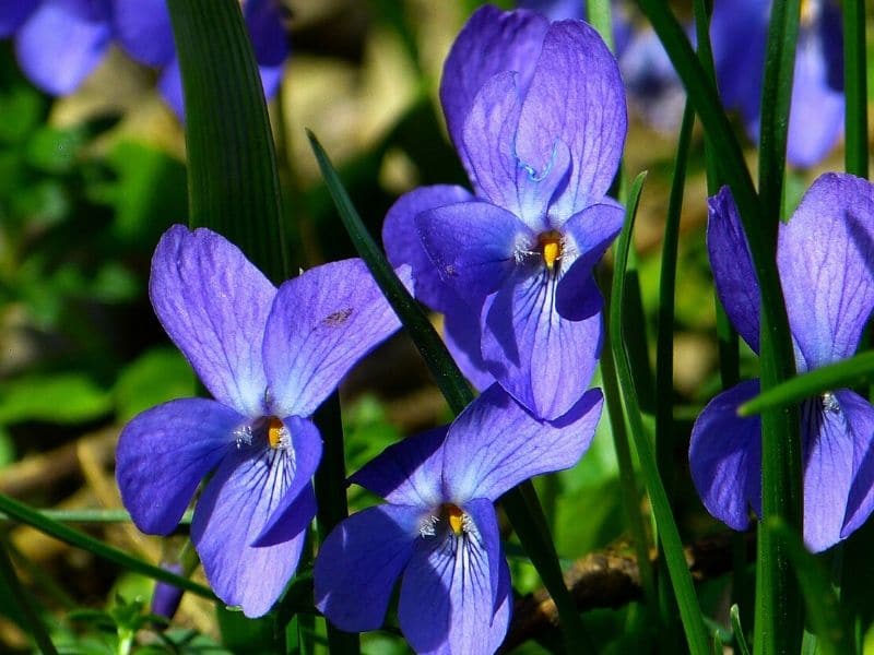 violet viola flower
