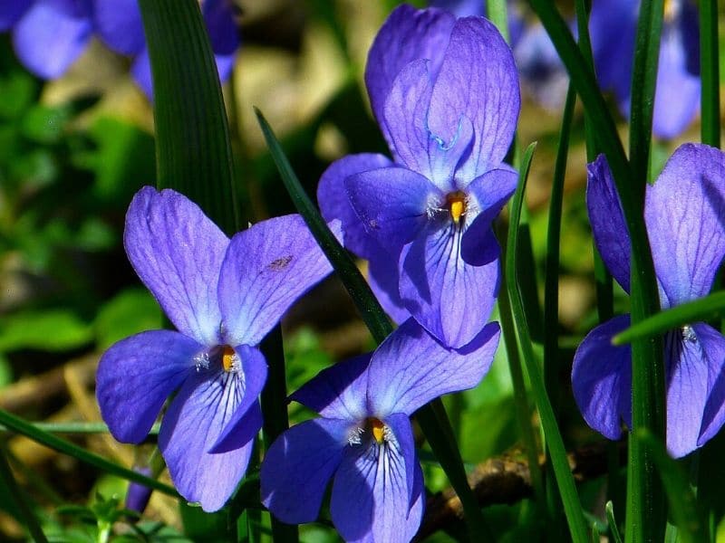 Top 111 Meaningful Flower Names for Boys and Girls