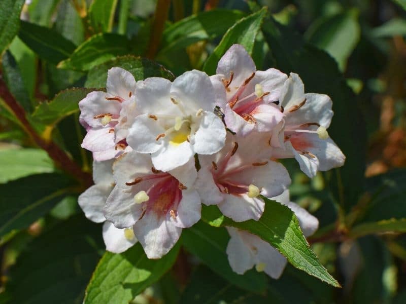 white abelia