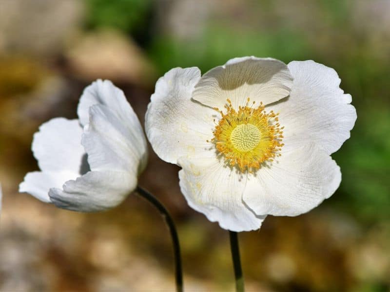 white anemone