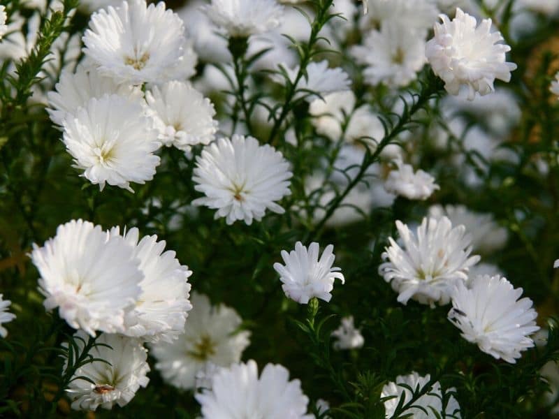 white asters