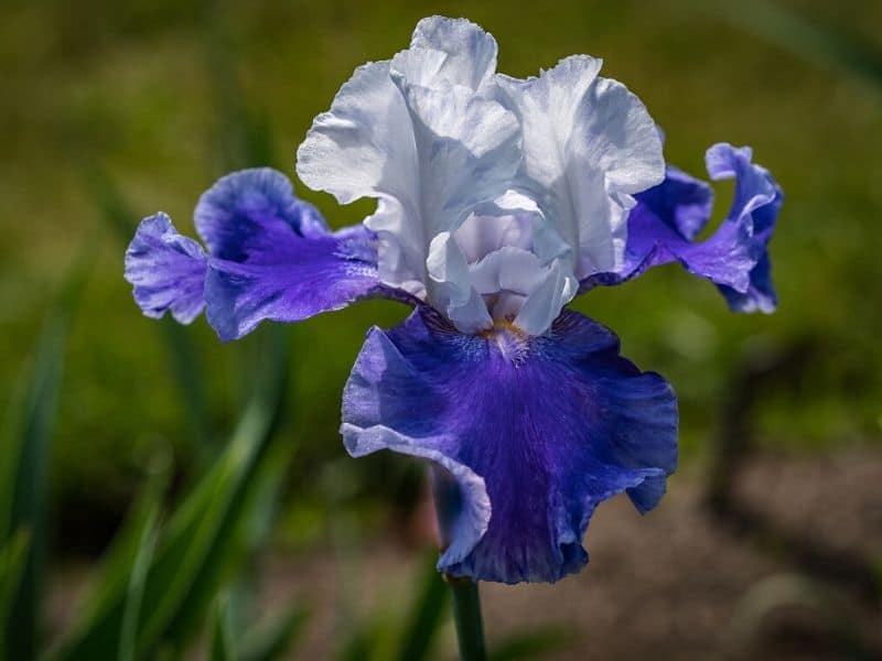 witte blauwe iris