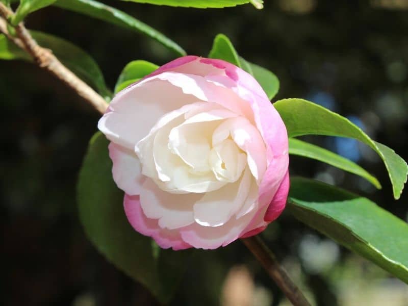 white camellia