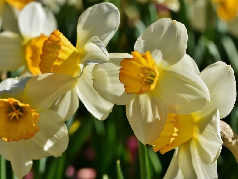 white daffodil