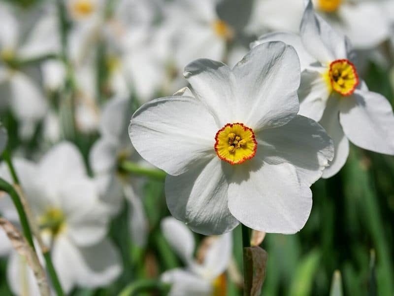 white daffodils