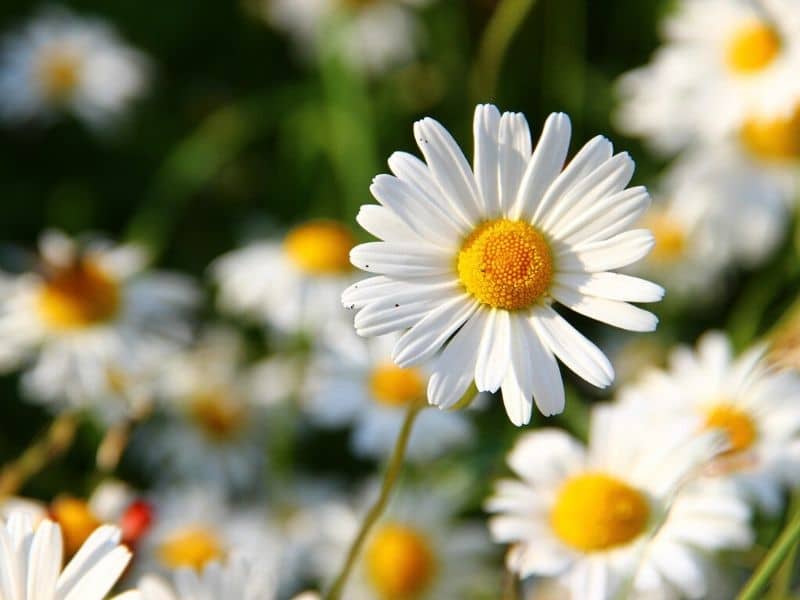 white daisies