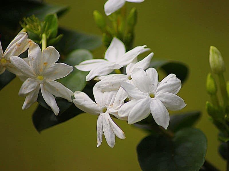 white jasmin