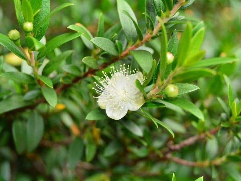 white myrtle