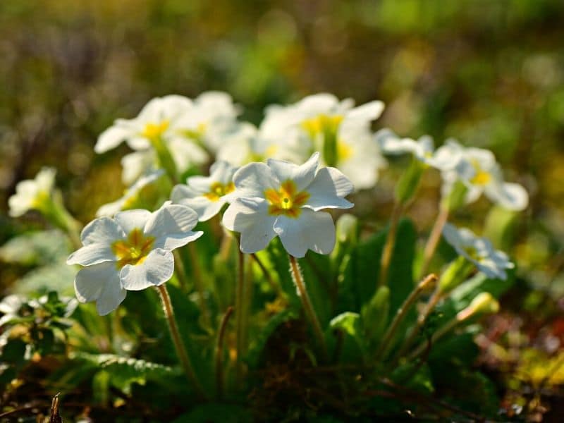 white primrose