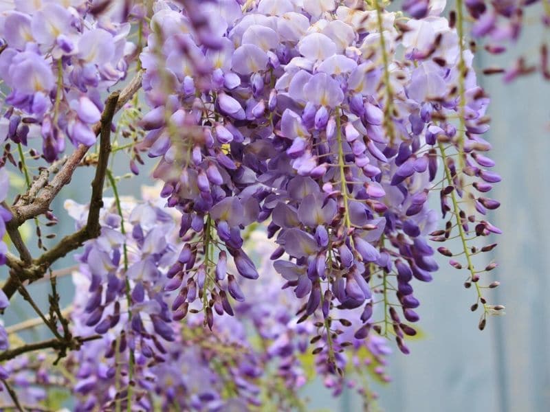 wisteria flowers